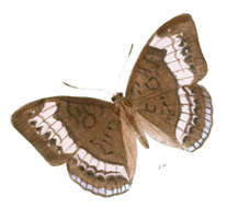 Tanaecia cibaritis Hewitson 1874 resmi