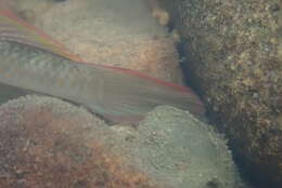 Слика од Rhinogobius similis Gill 1859