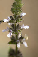 Image of Sonoma Hedge-Nettle