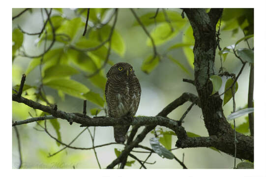 Image of Asian Barred Owlet