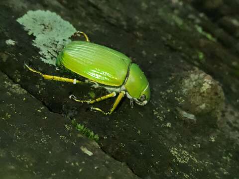 Sivun Chrysina psittacina (Sturm 1843) kuva