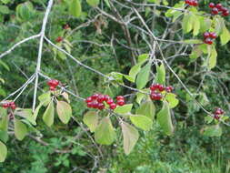 Imagem de Lonicera xylosteum L.