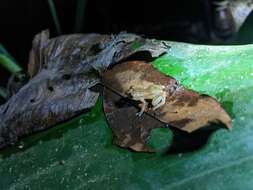 Image of Caretta Robber Frog