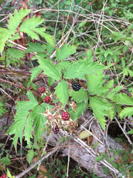 Image of cut-leaved bramble