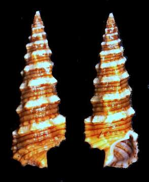 Image of Cerithium lifuense Melvill & Standen 1895