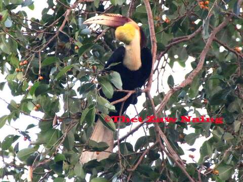 Image of Plain-pouched Hornbill