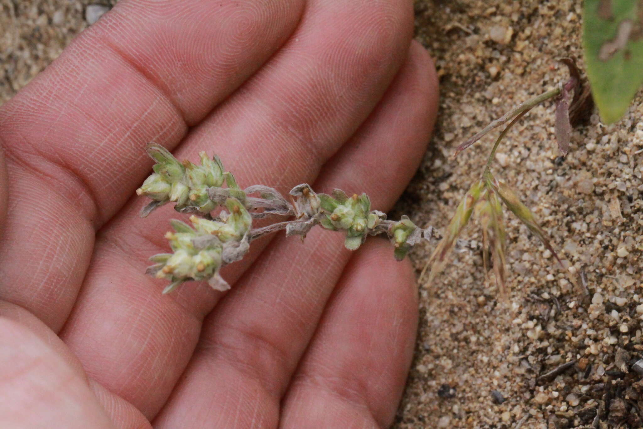 Logfia californica (Nutt.) J. Holub resmi