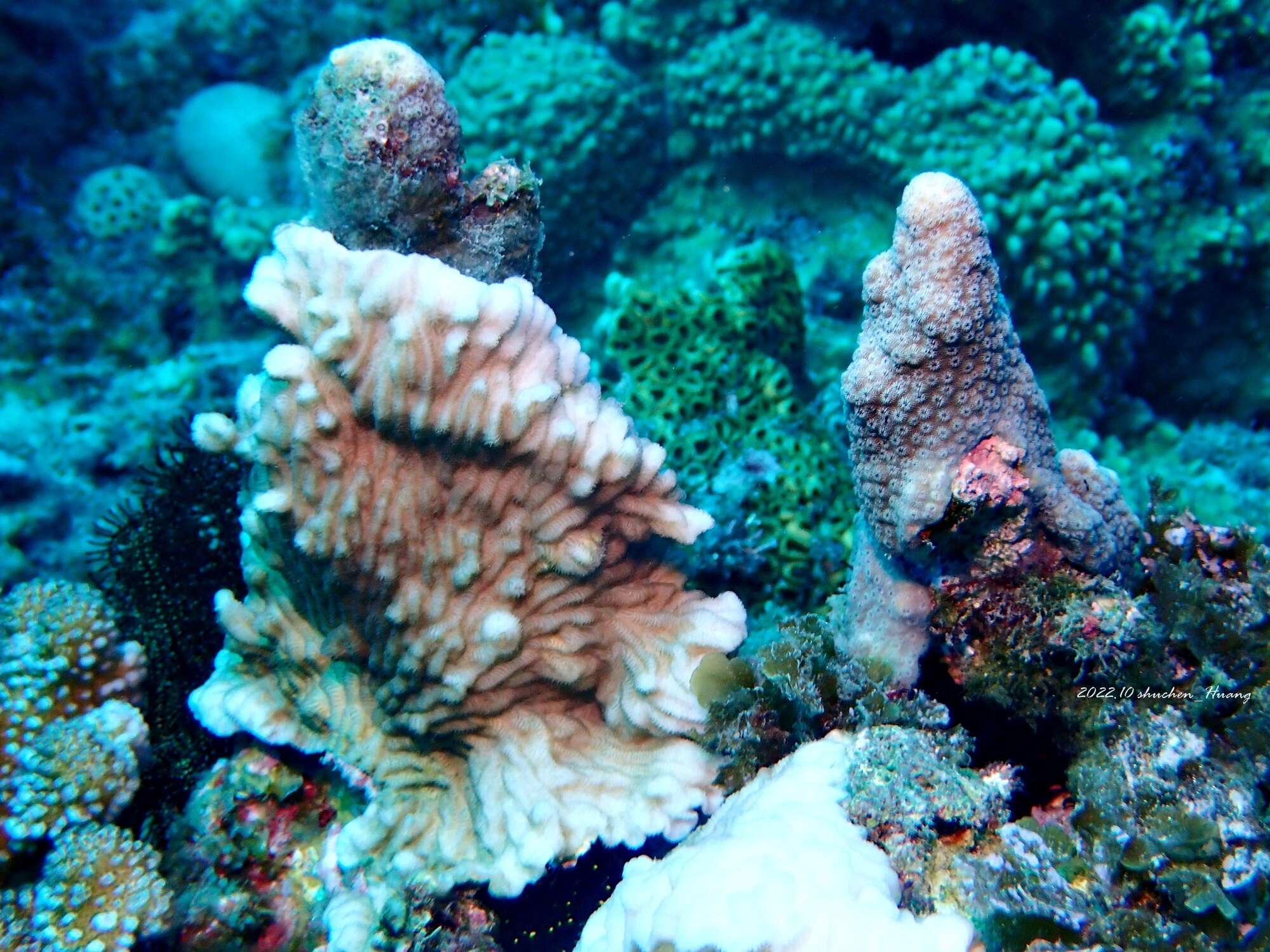 Image of Crispy Crust Coral