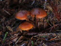 Imagem de Gymnopilus oregonensis Murrill 1917