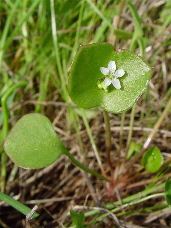 Image of Indian lettuce