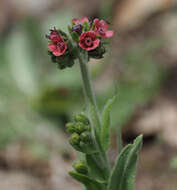 Cynoglossum montanum L. resmi