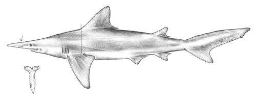 Image of daggernose shark
