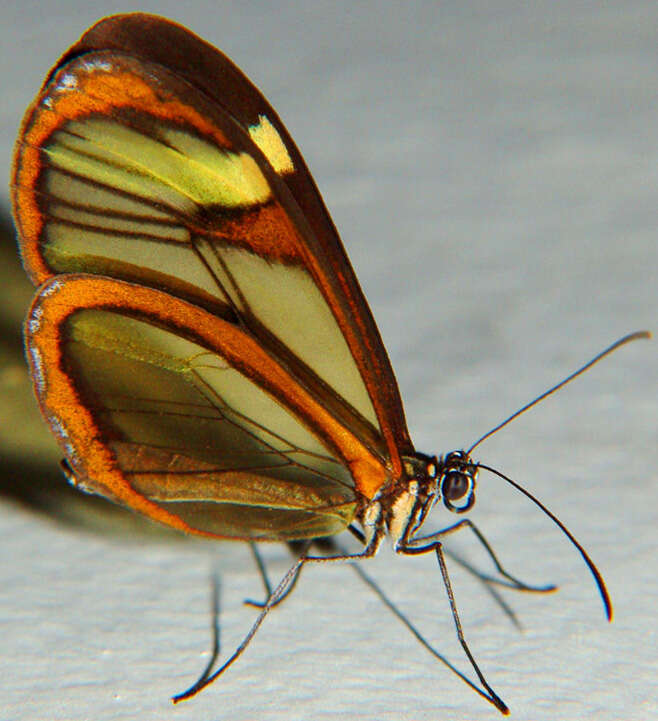 Image of Glass Wing