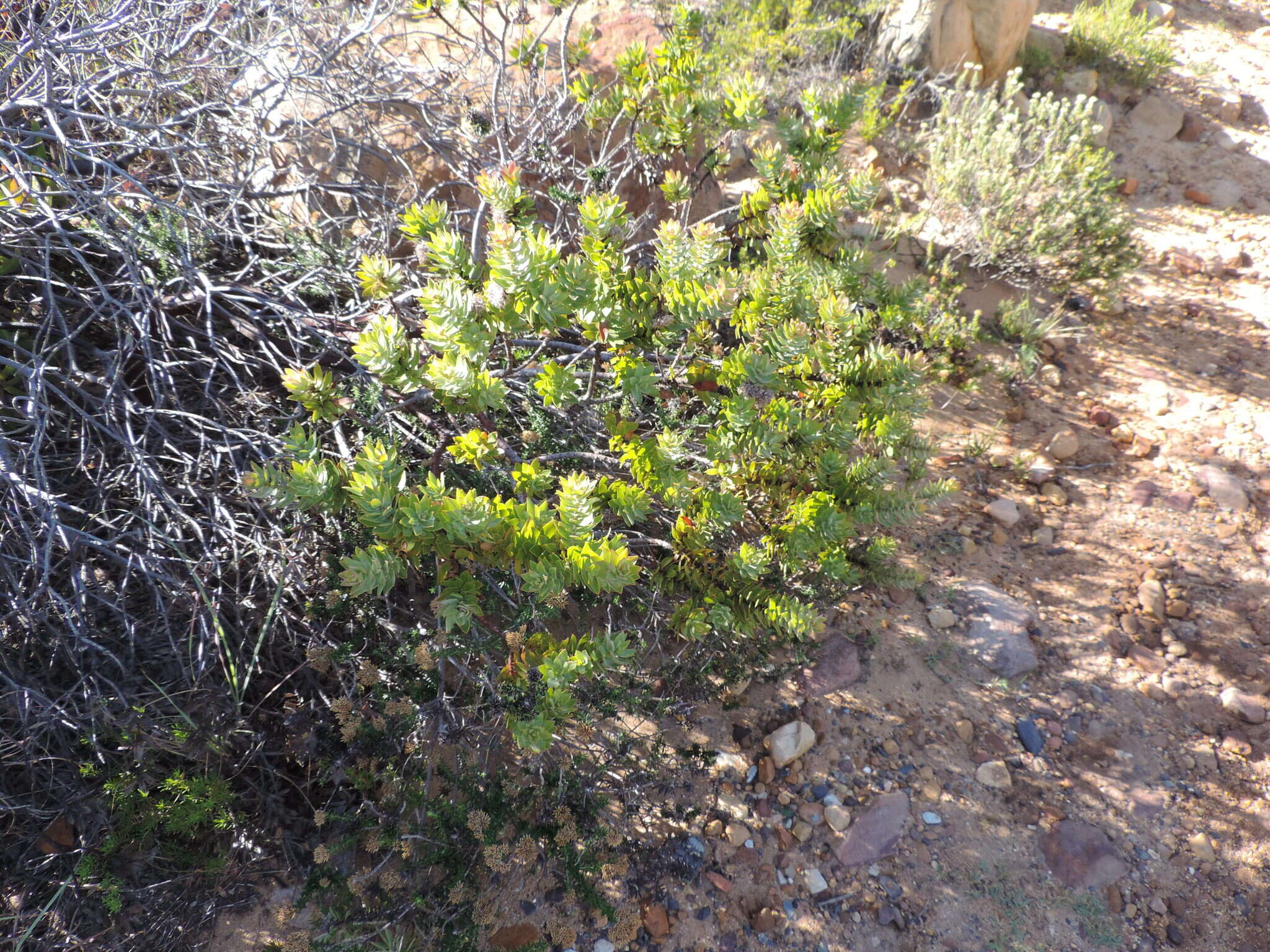 Image of Leucospermum oleifolium (P. J. Bergius) R. Br.