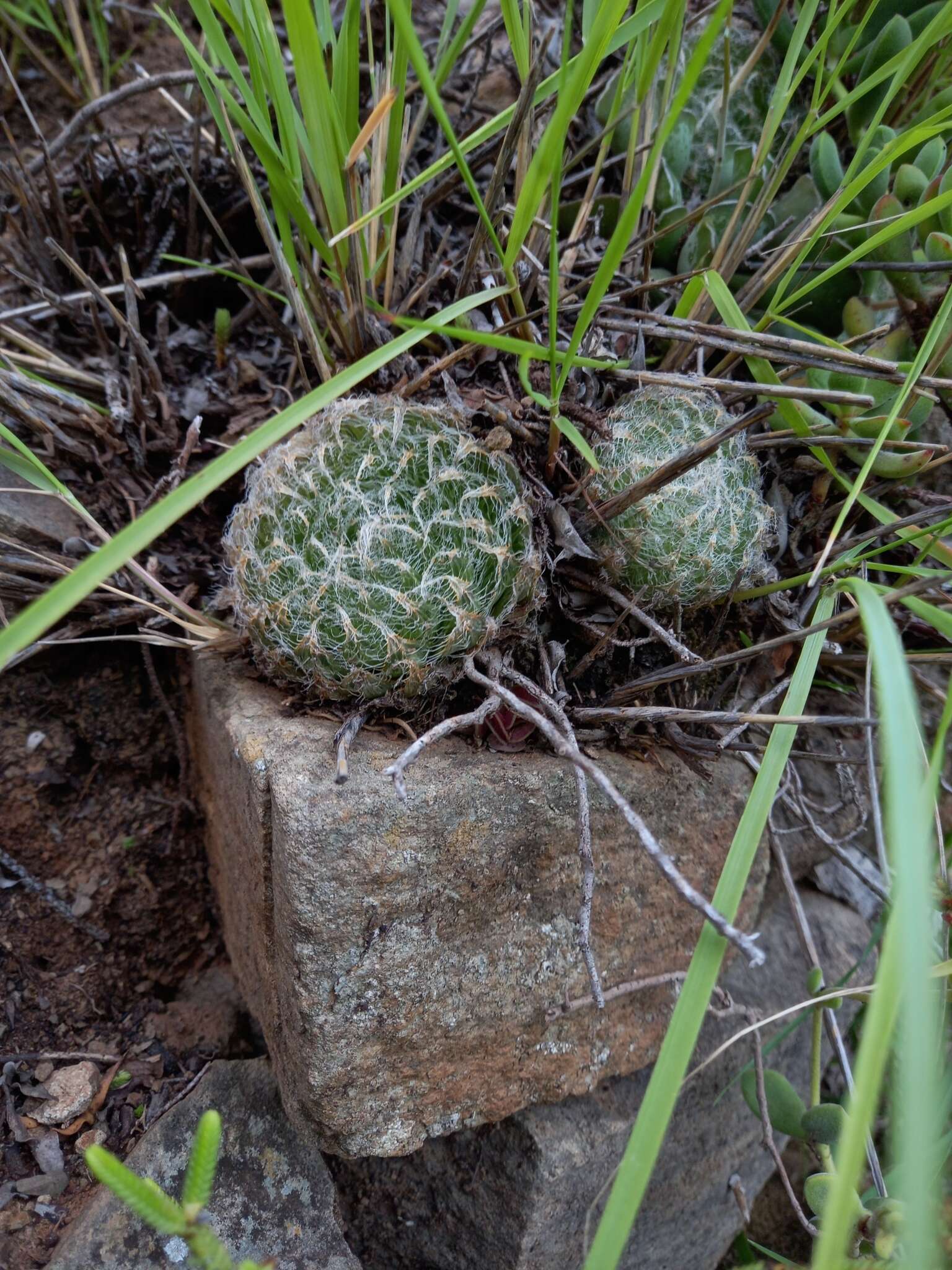 Image of Haworthia bolusii Baker