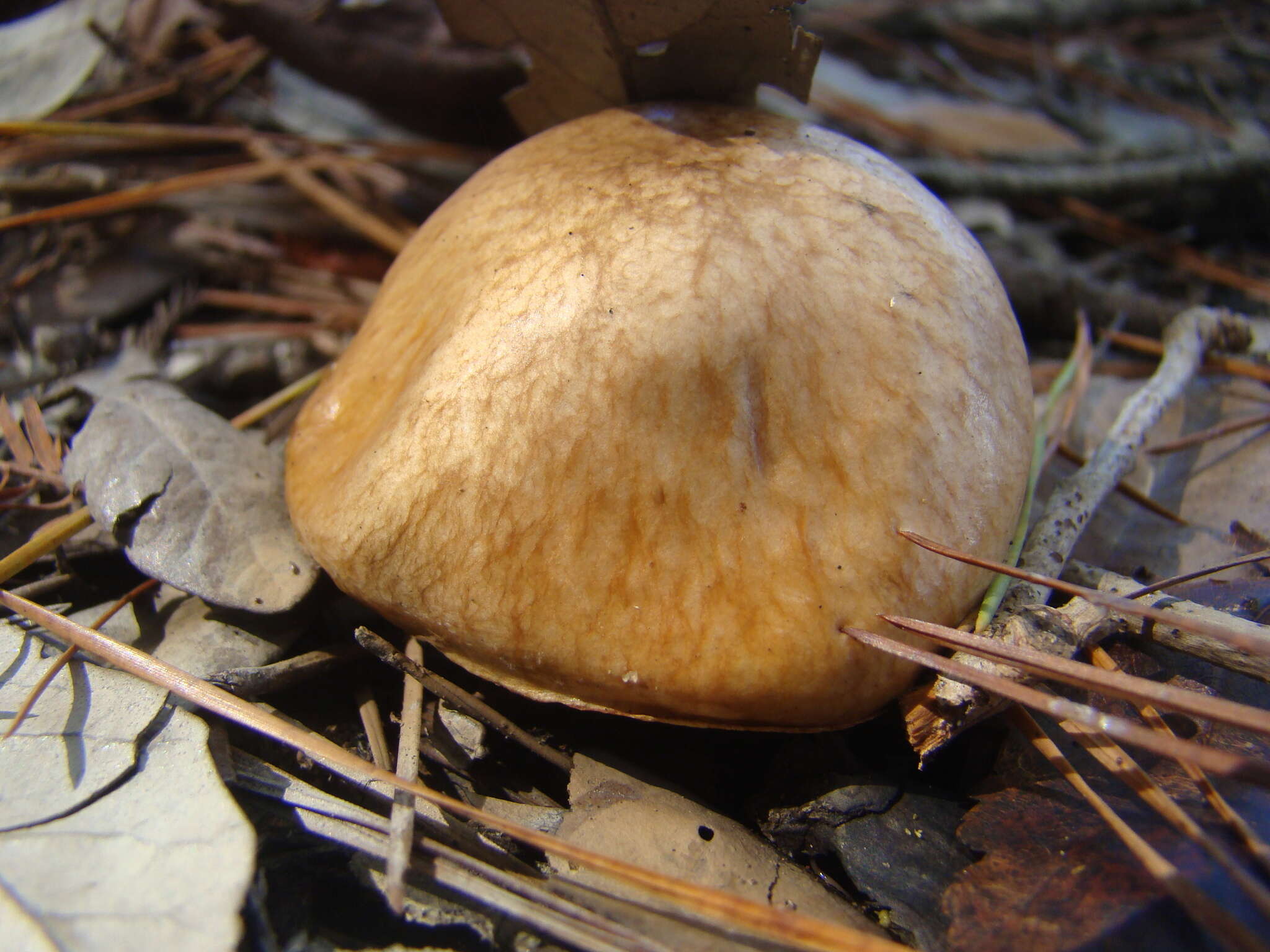 صورة Suillus cothurnatus Singer 1945