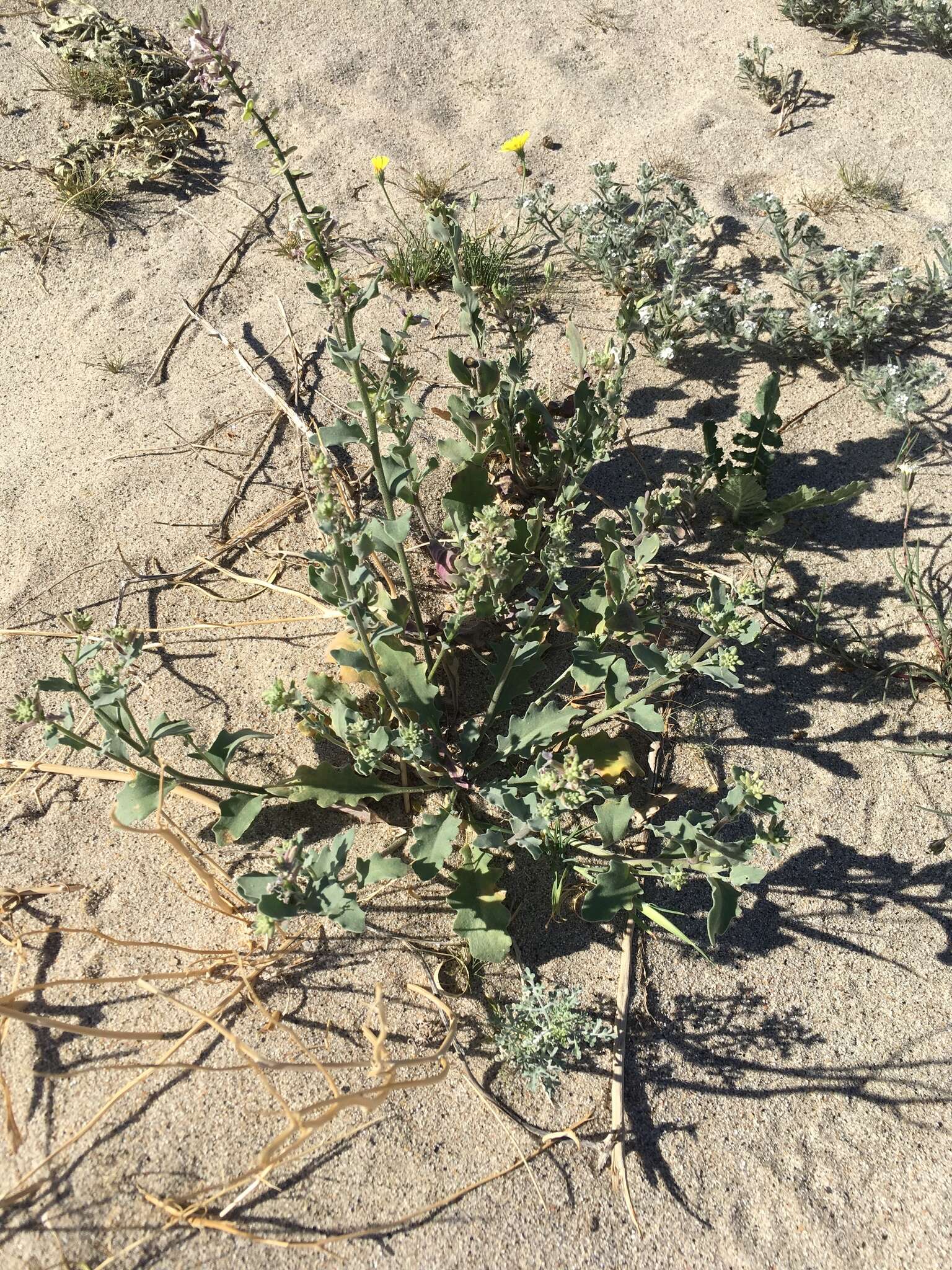 Image of California shieldpod