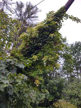 Image of Japanese climbing hydrangea