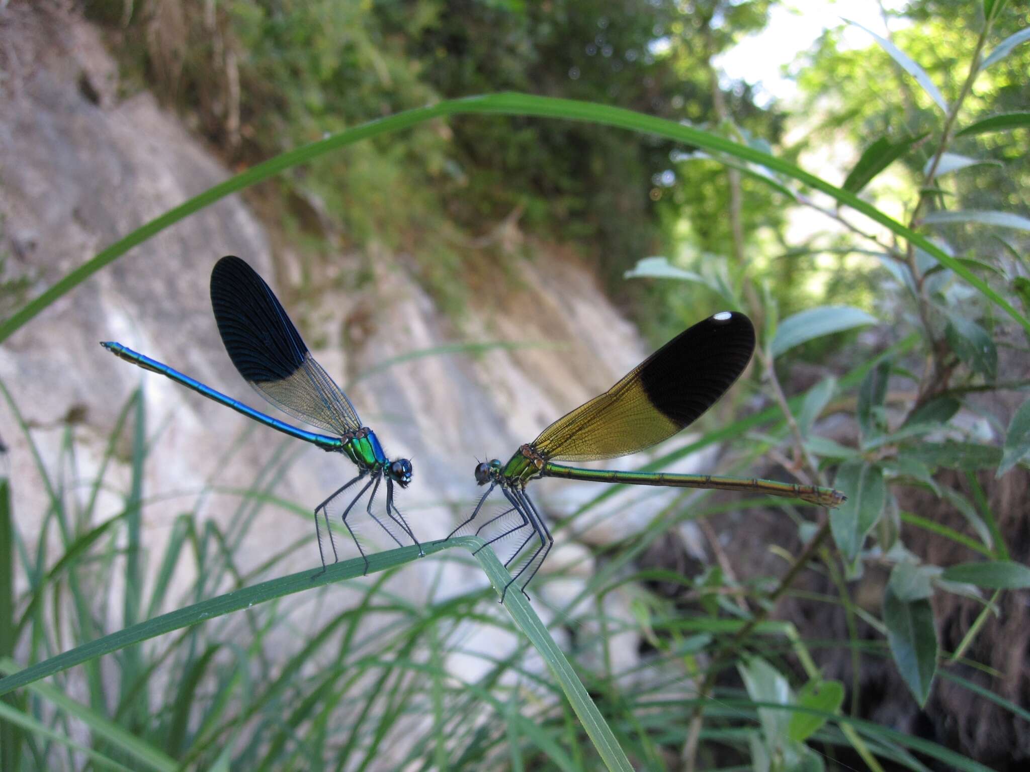 Image of Syrian Demoiselle