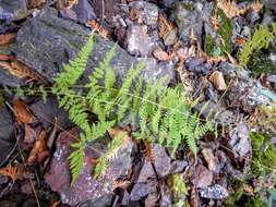 Image of bulblet bladderfern