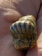 Image of Chiton