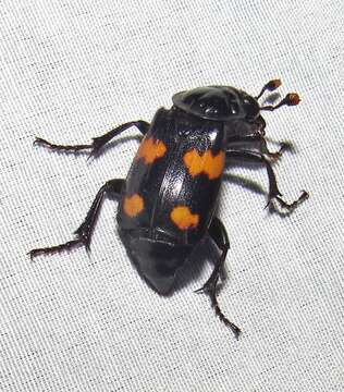 Nicrophorus (Nicrophorus) orbicollis (Say 1825) resmi