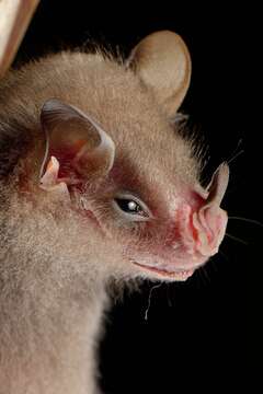 Image of brown tent-making bat