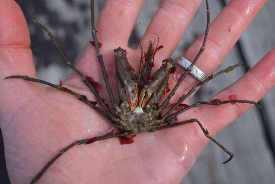 Image of graceful decorator crab