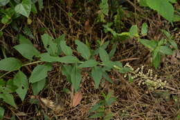 Image of Artemisia anomala S. Moore