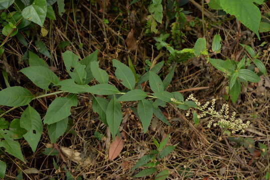 Image of Artemisia anomala S. Moore