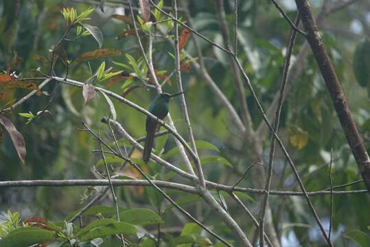 Image of White-chinned Jacamar