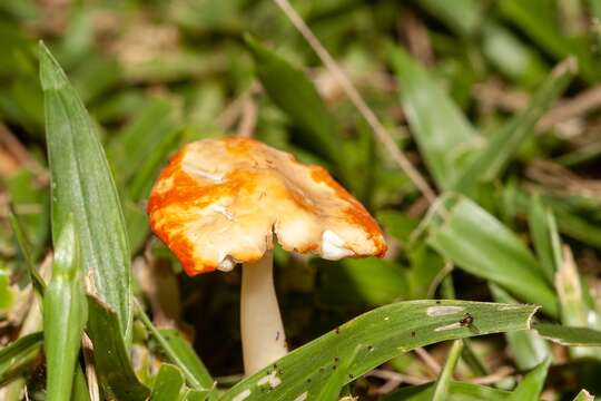 Imagem de Marasmius vagus