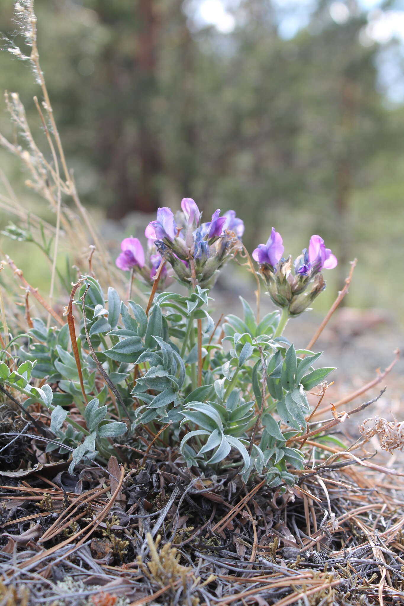 Image de Oxytropis popoviana Peschkova