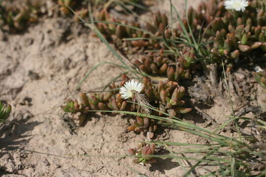 Image of Delosperma hollandii L. Bol.