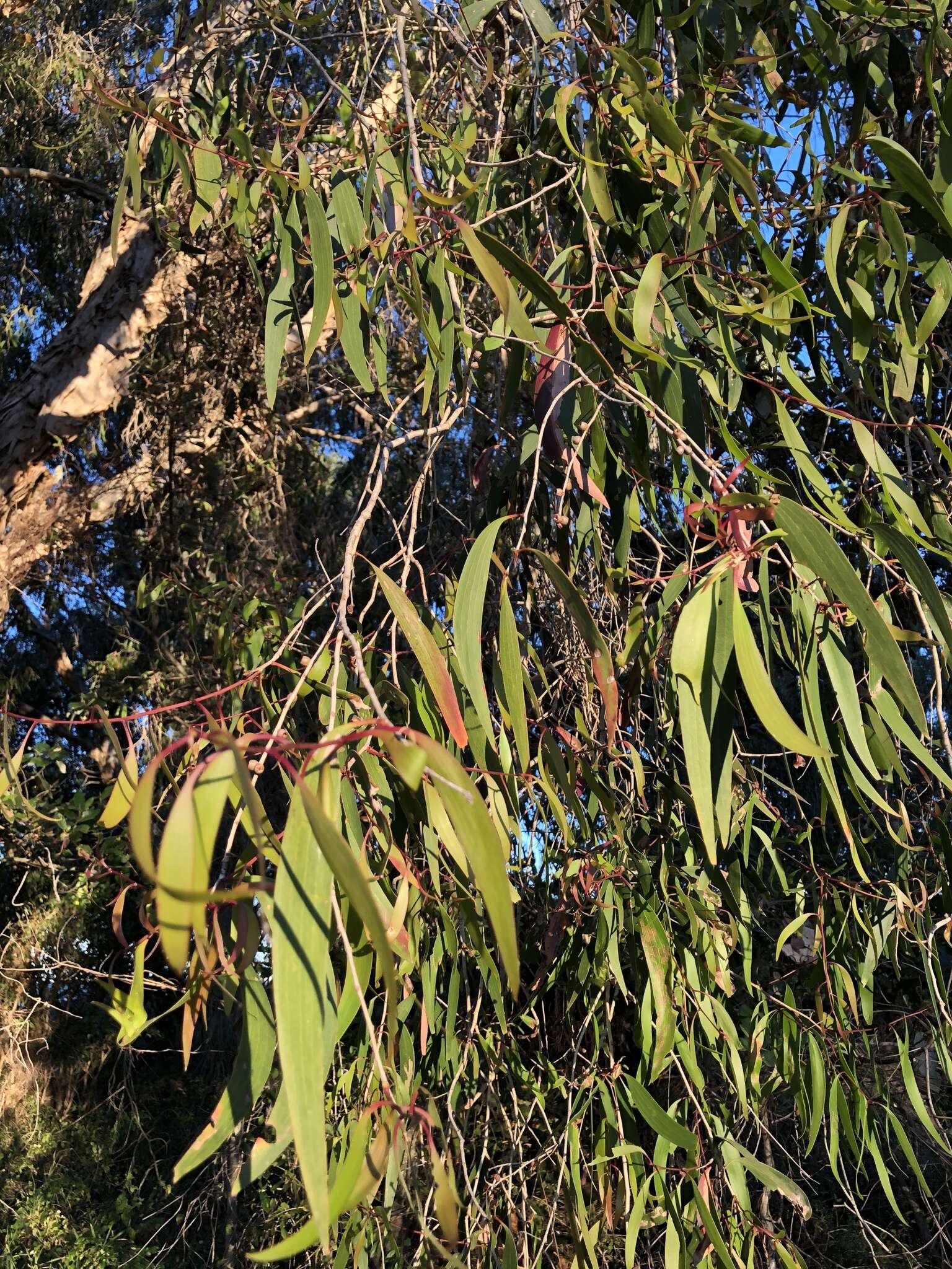 Image of Melaleuca leucadendra (L.) L.