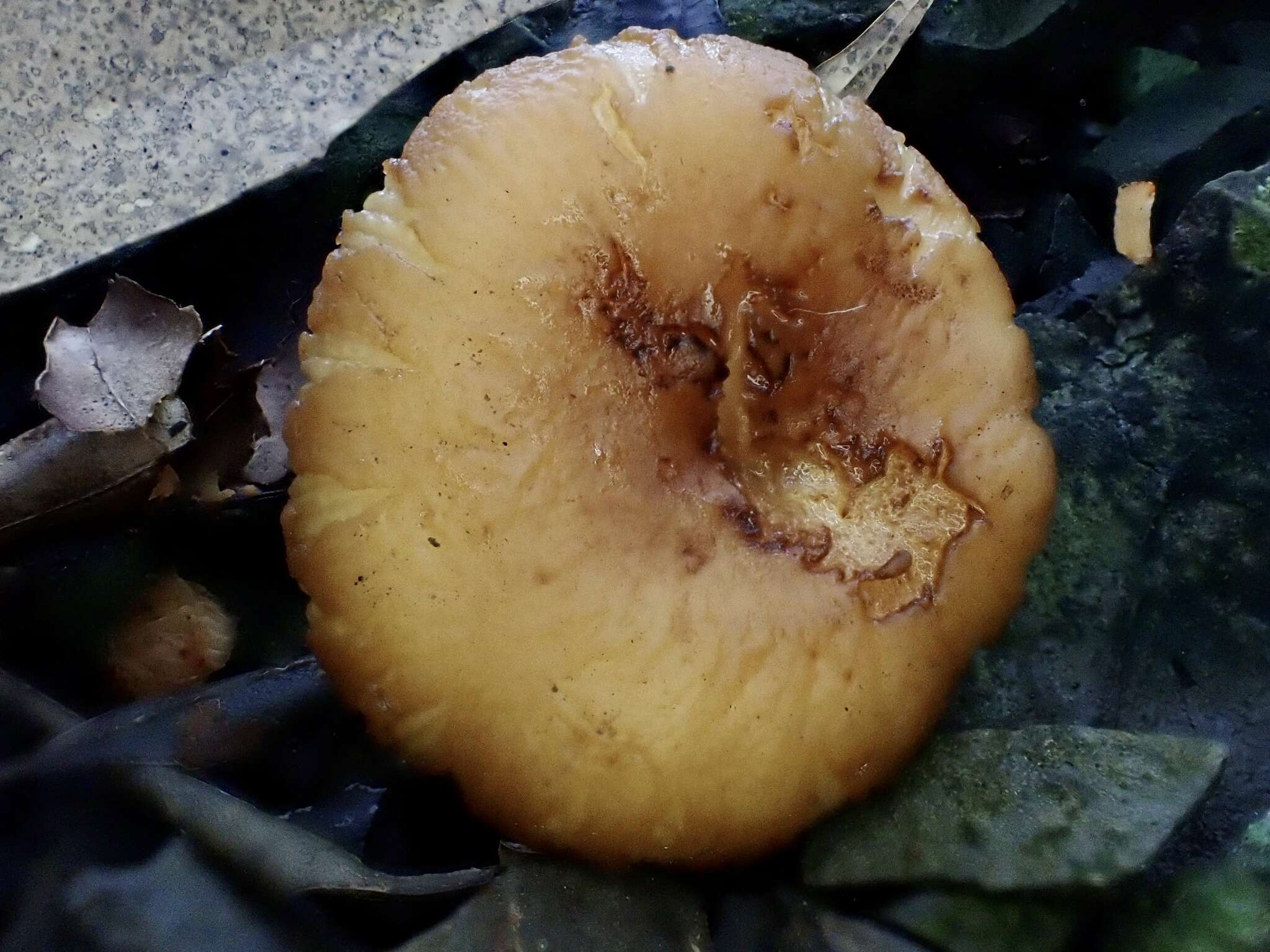 Image of Russula senecis S. Imai 1938