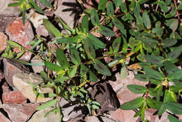 Image of Hyssop-Leaf Sandmat