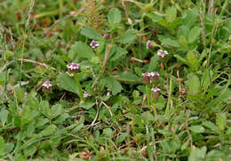 Plancia ëd Phyla nodiflora (L.) Greene