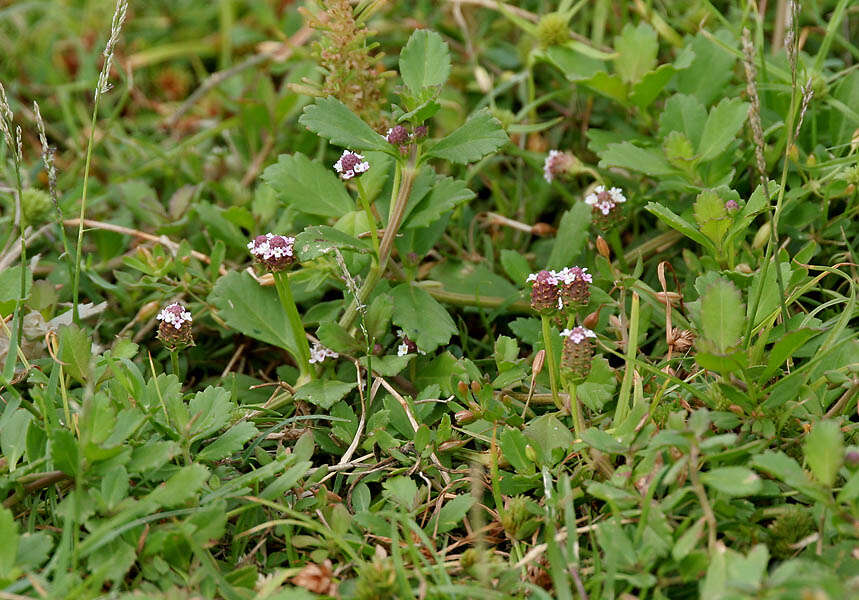 Plancia ëd Phyla nodiflora (L.) Greene