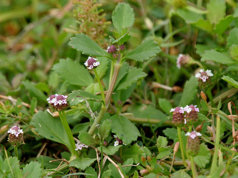 Plancia ëd Phyla nodiflora (L.) Greene