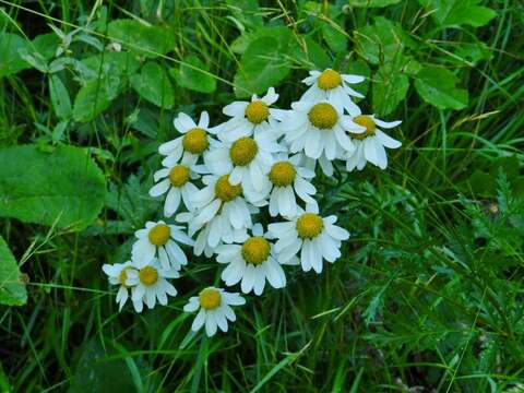 Image of corymbflower tansy