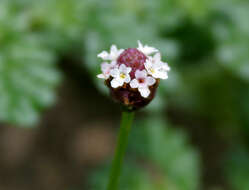 Plancia ëd Phyla nodiflora (L.) Greene