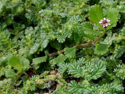 Plancia ëd Phyla nodiflora (L.) Greene