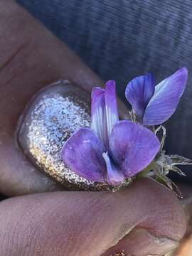 Plancia ëd Oxytropis songorica (Pall.) DC.