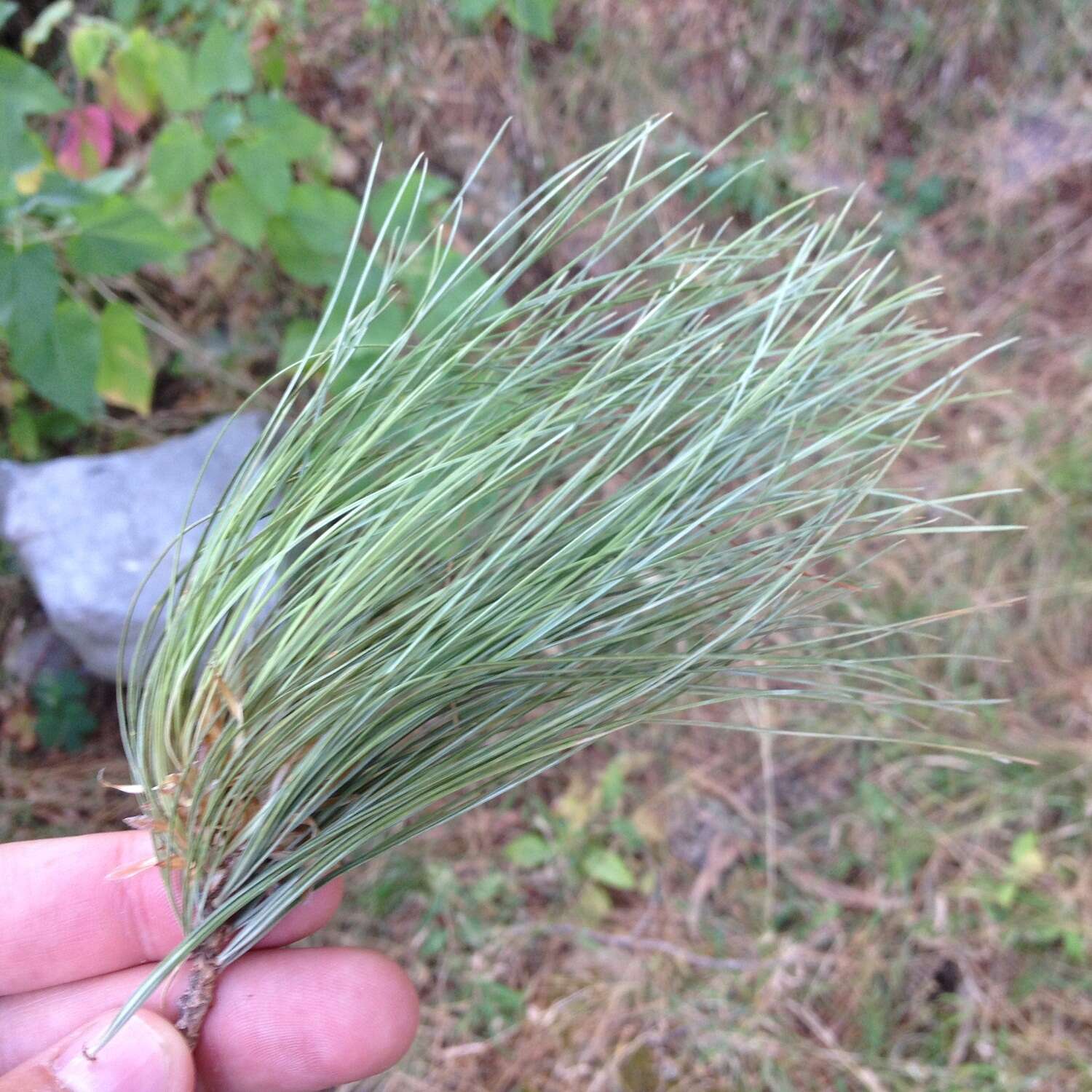 Image of Mexican White Pine