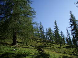 Image of European Larch