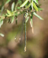 Image of Synlestes weyersii Selys 1868