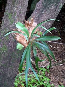 Image of gray sheoak