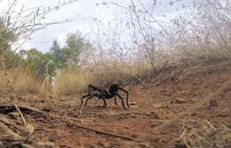 Image of Aphonopelma johnnycashi Hamilton 2016