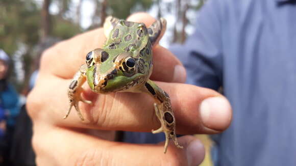 صورة Lithobates spectabilis (Hillis & Frost 1985)